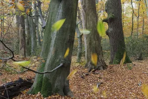 Nature Conservation Area In Germany Drucke: Beech forest, tree trunks, beech trunks