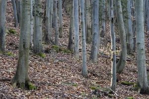 Wooded Scenery Photography Drucke: Beech forest, view of beech tree trunks