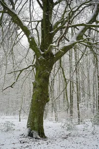 Winter Beech Forest Drucke: Beech forest in winter, single old beech tree