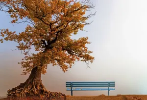 European Beech Forest Landscape Drucke: Beech tree with bench, Kellerwald