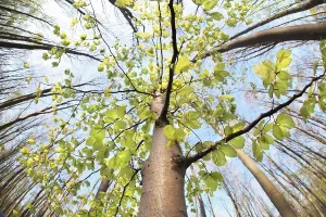 Empty Woods Landscape Photo Drucke: Beech tree in spring forest via wide angle