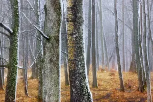 Peaceful Nature Scene Drucke: Beech trees