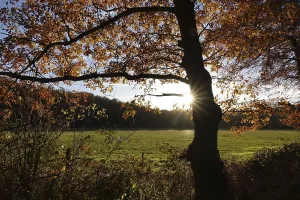 Autumnal Forest Scenery Drucke: Beech trees on the edge of the forest in backlight