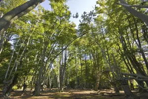 Uninhabited Deciduous Forests Drucke: Beech trees with pollarded beech in Epping Forest