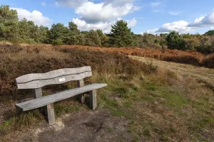 British Countryside Viewpoint Drucke: Bench in Ashdown Forest