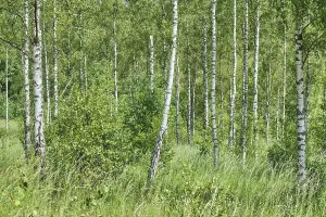 Gerahmter Druck : Birkenwald, Söderåsen Gerahmter Druck : Birkenwald, Söderåsen