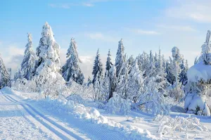 Winter In Southern Germany Drucke: Black Forest, Black Forest in winter