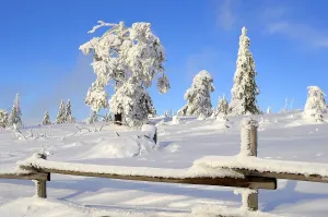 Spruce Forest Snow Drucke: Black Forest, Black Forest in winter