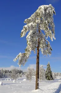 Southern Germany Winter Scenes Drucke: Black Forest in Winter, Spruce Forest