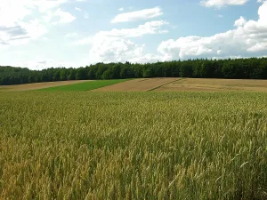 Agrarian Countryside Scene Drucke: Cereal fields at the edge of the forest