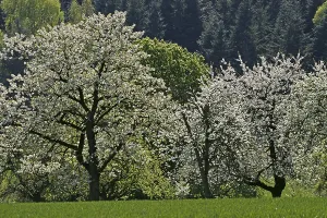 European Cherry Tree Drucke: Cherry trees in Eppendorf