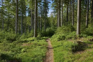 No People In The Woods Germany Drucke: Coniferous forest, path, spring