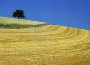 Colorful Landscape Drucke: Cornfield with tree