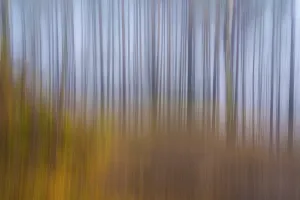 Deserted Woods Photography Drucke: Creative image of trees in a forest