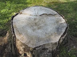 Tree Trunk Cross Section Drucke: Cross section of tree trunk