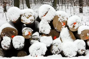 Gerahmter Druck : Gefällte Bäume, Baumstämme in einem Wald. Gerahmter Druck : Gefällte Bäume, Baumstämme in einem Wald.