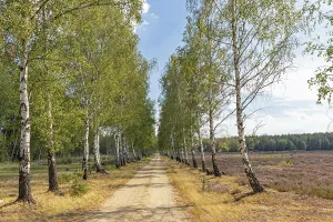 German Forest Road Drucke: Cycle path
