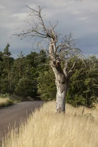 Solitary Tree In A Field Drucke: Dead tree