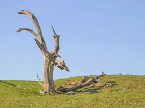 Environmental Pollution Effects Drucke: Dead tree
