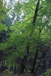 Open Air Photography Drucke: Deciduous forest