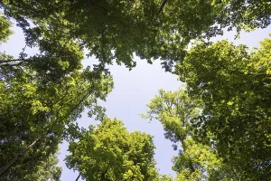 Deserted Deciduous Forest Drucke: Deciduous forest, deciduous trees