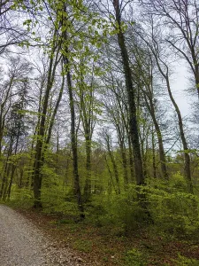 Deciduous Forest Spring Drucke: Deciduous forest in spring