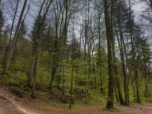 Countryside Landscapes Drucke: Deciduous forest in spring