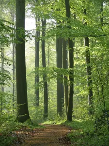Deciduous Forest Spring Drucke: Deciduous forest in spring