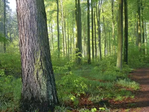German Forest Drucke: Deciduous forest in spring