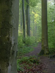 Deciduous Forest Spring Drucke: Deciduous forest in spring