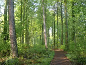 Deserted Forest Track Germany Drucke: Deciduous forest in spring