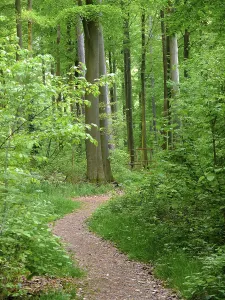 German Forest Drucke: Deciduous forest in spring