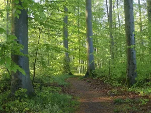 German Forest Drucke: Deciduous forest in spring