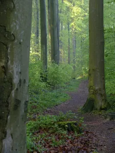 German Forest Drucke: Deciduous forest in spring