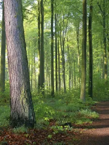 German Forest Drucke: Deciduous forest in spring