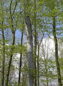Deserted Forest Landscapes Drucke: Deciduous forest in spring