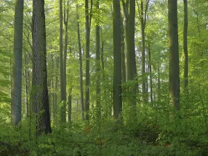 German Forests Drucke: Deciduous forest in spring