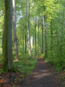 Deciduous Forest Spring Drucke: Deciduous forest in spring
