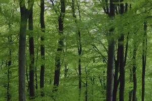 Central Europe Nature Drucke: Deciduous forest in spring