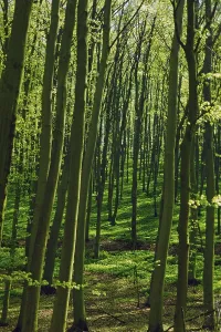 Central Europe Nature Drucke: Deciduous forest in spring