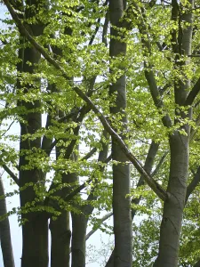 Beautiful Countryside Drucke: Deciduous forest in spring, beech forest in spring