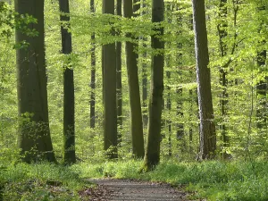 Travel Photography Forest Scenes Drucke: Deciduous forest in spring, beech forest in spring