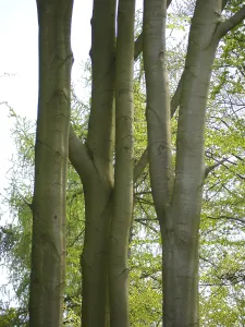 Forest Photography Drucke: Deciduous forest in spring, beech forest in spring