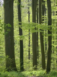 Woodland Landscape Drucke: Deciduous forest in spring, beech forest in spring