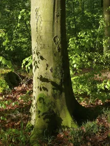 Southern Germany Woods Drucke: Deciduous forest in spring, beech tree