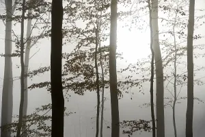 Backlit Trees Drucke: Deciduous forest, trees backlit