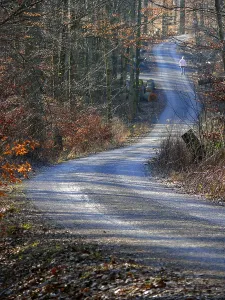 Forest Trail Photography Drucke: Deciduous forest in winter, forest path