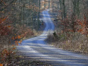 Travel Photography Woods Drucke: Deciduous forest in winter, forest path