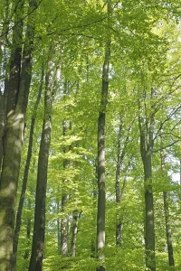 Empty Forest Landscape Drucke: Deciduous trees, deciduous forest, spring