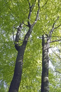 German Forest Landscapes Drucke: Deciduous trees, deciduous forest, spring